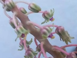 Ledebouria socialis purple filaments